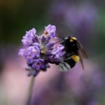 AnthroMeds circle image