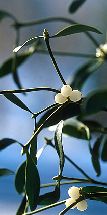 Mistletoe Photo (78)